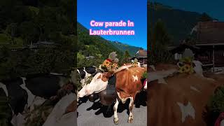 Cow parade September 2024 Lauterbrunnen Switzerland travel switzerland mountains cow [upl. by Elnar]