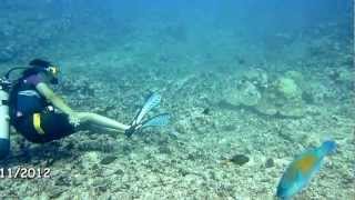 Courageuse mais pas téméraire devant larrivée du requin  Moorea  Polynésie française [upl. by Treharne891]