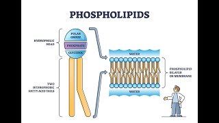 What is Plaquex The Exciting New Treatment for Atherosclerosis [upl. by Beckerman]