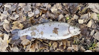 Bank fishing for Winter Triploid at Green Lake [upl. by Narahs]