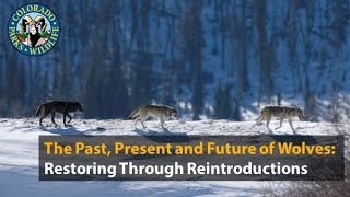 Past Present and Future of Wolves Restoring through Reintroductions [upl. by Imuyam711]