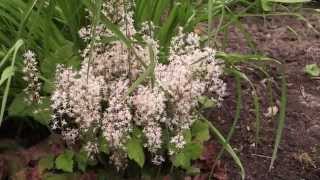 Tiarella cordifolia  Schaumblüte Foam Flower [upl. by Terrie]