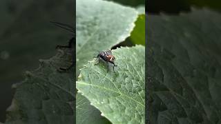 Housefly in my garden 4kshoot iPhone 13 insects bee animals satisfying satisfyingvideo [upl. by Fronnia13]