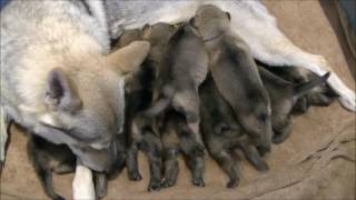 Chiots chiensloups tchécoslovaques âgés de 19 jours Portée Heaven amp Ioric 21 01 17 [upl. by Cesya]