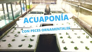 Acuaponía en Colombia con Peces Ornamentales [upl. by Allmon843]