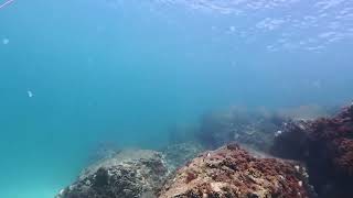 SCUBA Diving St Andrews State Park Panama City Beach Florida [upl. by Rosaleen]