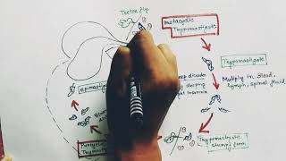 Trypanosoma Lifecycle  Trypanosoma gambiense lifecycle  Trypanosoma brucei  Trypanosomiasis [upl. by Lehcir]