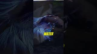 Fun Facts about the Betta Fish Pt 3 bettafish betta [upl. by Daphene]