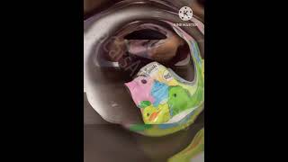 Unboxing Moriah Elizabeths Figurine cuteanimal purr catnoise kitten purrfectlyfunny catpur [upl. by Hsevahb]