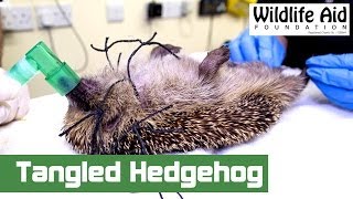 Hedgehog Gets Saved From Being Strangled [upl. by Adnilahs]