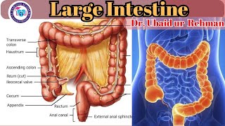 89 Large Intestine  Absorption of Water amp Defecation  Class 9  Biology [upl. by Tutankhamen]