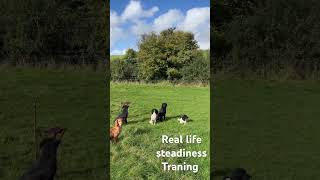 Gundog ￼training steadiness in the field ￼  gundog dogtraining huntingSpaniel Labrador ￼￼ [upl. by Nyraa]