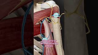 Intermuscular Spaces Anatomy 3d  medicalmedics 3d anatomy viral shorts [upl. by Lednew333]