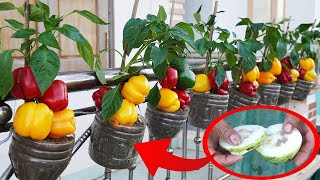 Grow Bell Peppers At Home Without A Garden And Harvest The Fruit All Year Round [upl. by Scammon]