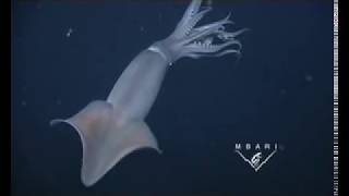 Jumbo squid attacks camera [upl. by Pradeep]