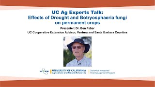 UC Ag Experts Talk Effects of Drought and Botryosphaeria Fungi on Permanent Crops [upl. by Lozar]