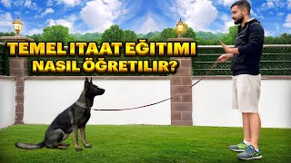 Temel Itaat Eğitimi Nasıl Verilir 🐕‍🦺 [upl. by Nauqel]