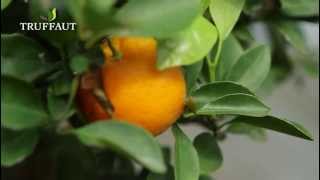 Planter un agrume le calamondin en pot  Truffaut [upl. by Nannoc]