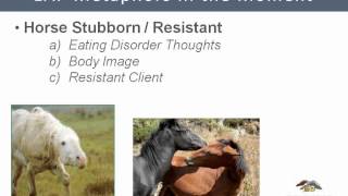 Equine Assisted Psychotherapy Intervention in the Arena [upl. by Noremak]