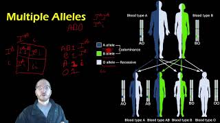 Biology Multiple Alleles and Epistasis [upl. by Enialehs]