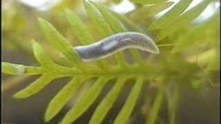 White flatworm 5 october 2006 sequel [upl. by Lawford]