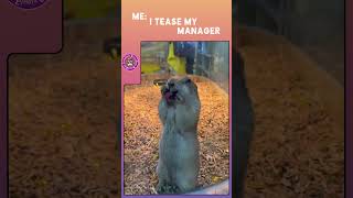 Laughter alert Watch this and try not to cry laughing 🐾🤣 l MemeTherapy AnimalAdda [upl. by Lyrehc]