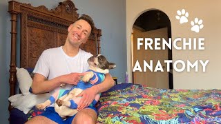 The anatomy of a French Bulldog [upl. by Ayana]