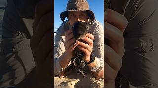 Sea bird rescue while searching for dingoes wildlife animals australia [upl. by Seppala]