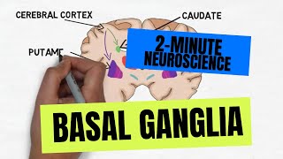 2Minute Neuroscience Basal Ganglia [upl. by Assanav162]