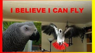 TALKING PARROT STIVY SINGING I BELIEVE I CAN FLY [upl. by Notlef96]