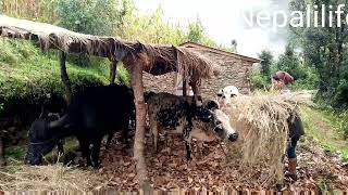 The life of a village herdsman grazing cattle is miserable yo videi li like cmment gardinu [upl. by Kevon]