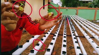 Tips menanam Sawi Hidroponik part 1  How to plant hydroponics [upl. by Derna]