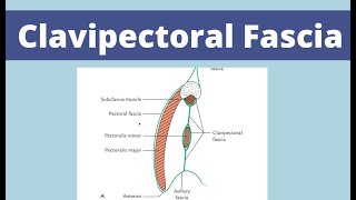 Clavipectoral fascia  First year Anatomy  MedAura [upl. by Jennifer967]