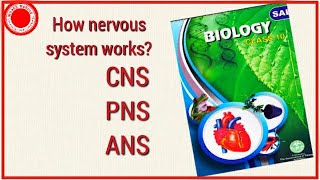 How Nervous system works What are CNSPNS and Atonomous Nervous systemSCERT X biology telanganaAP [upl. by Dworman]