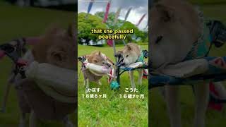 Doge Meme Shiba Inu Kabosu Passes Away at 18 dogs [upl. by Inah]