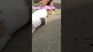 American Guinea Pig viral ytshorts dhanbad beautiful pets 🐰🐰 [upl. by Laehcim]