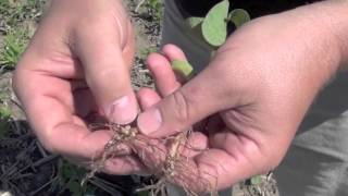 Soybean School  Nodulation The Fruit of Inoculation [upl. by Akayas65]