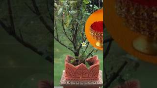 tulsi vishnu shiv om hariom harharmahadev loveshortsyoutube [upl. by Lourdes361]