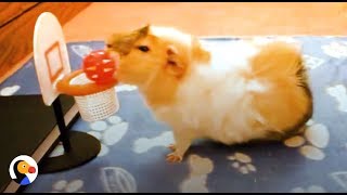 SMARTEST Guinea Pigs Do THE COOLEST Tricks  The Dodo [upl. by Maxie]