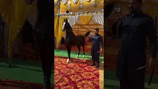 Stallion badsah sire by shaan at pushkar fair 2024 [upl. by Adrian370]