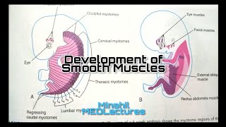 Development of Muscular system Embryology Part 2  Smooth muscle embryology [upl. by Barker28]