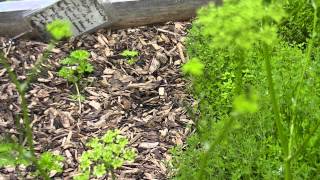 Parsley  Second Year  Bloom to Seeds [upl. by Otrebireh765]