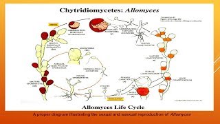 Chytridiomycetes [upl. by Hollingsworth]