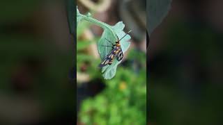 Moth Wasp Wath shorts insects moth wasp [upl. by Remas]