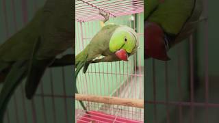 Ding Ding Dong 😁shorts cat cute birds parrot [upl. by Lladnar]