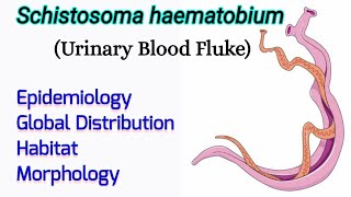 Schistosoma haematobium Epidemiology Distribution Habitat Morphology  Urinary Blood Fluke [upl. by Notsyrb199]