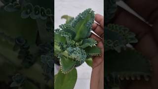 Mother of thousands plants growing succulent plants bangla ytshort viralshorts gardening [upl. by Gordan327]