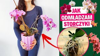 Jak odmładzam storczyki🌱Roślinki Gosi 🌱 Gosia i Miłosz [upl. by Ros646]