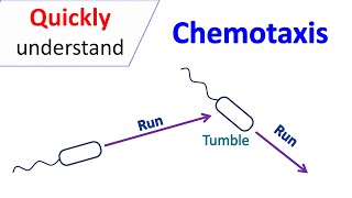 Chemotaxis [upl. by Retsel812]