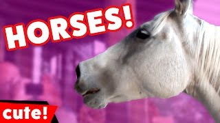 Funny Horse Videos Compilation 2016  Kyoot Animals [upl. by Antone770]